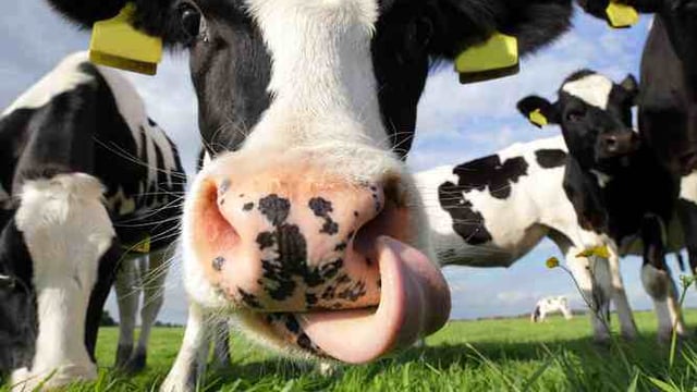 Milk quotas to end within days, but why were they introduced?