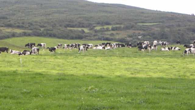 We did not pass on the full impact of dairy markets last year – Dairygold