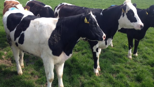 Simple things done right on country’s top dairy farm