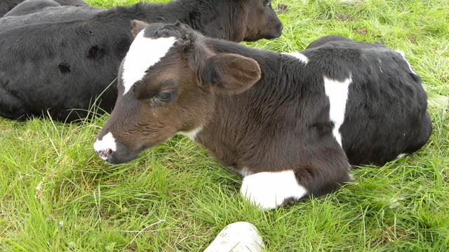 Key tips to maximise growth rates from calves fed powder milk