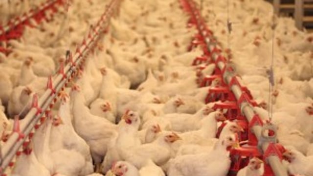 US poultry producer to ban use of human antibiotics in chickens