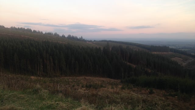 How to re-establish a forest after a clearfell