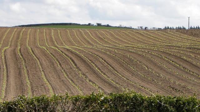 The US has approved a drone to spray crops with pesticides