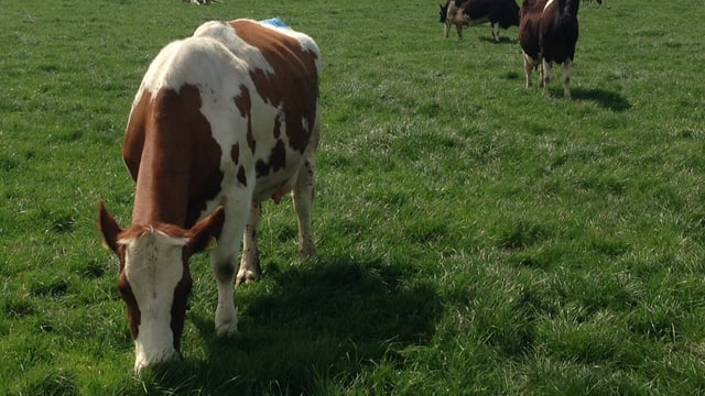 Cold and wet weather takes its toll on breeding and grass growth