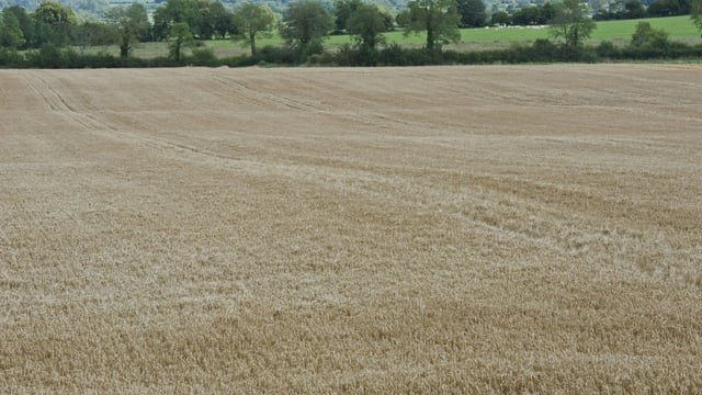 ‘Favourable crop conditions in Ireland; EU crops above average’