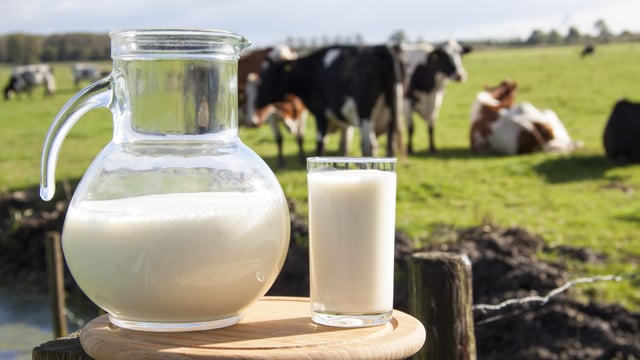Children who grow up on dairy farms may be less likely to develop allergies