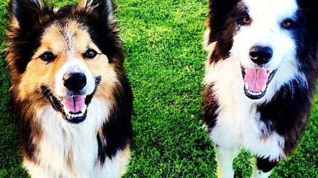 Date to have your dog micro-chipped is fast approaching