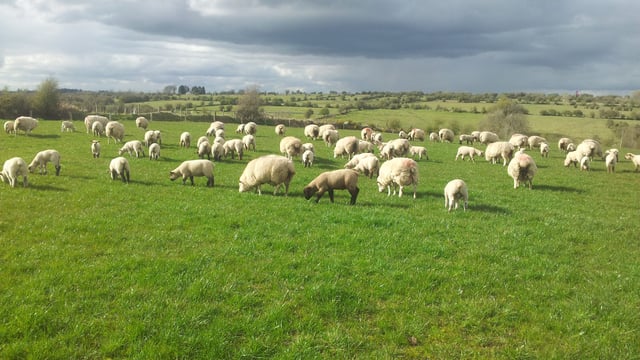 Australian lamb shortage drives up prices, but consumers not biting