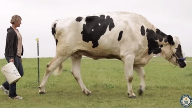 Video: Meet Blosom, the tallest cow in the world ever!