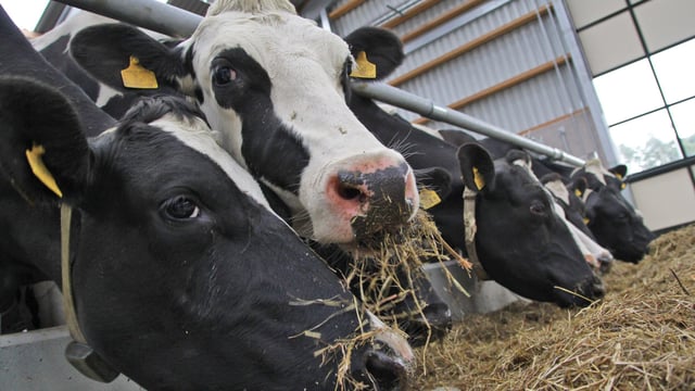 Fodder crisis: Response meetings to take place in north-west