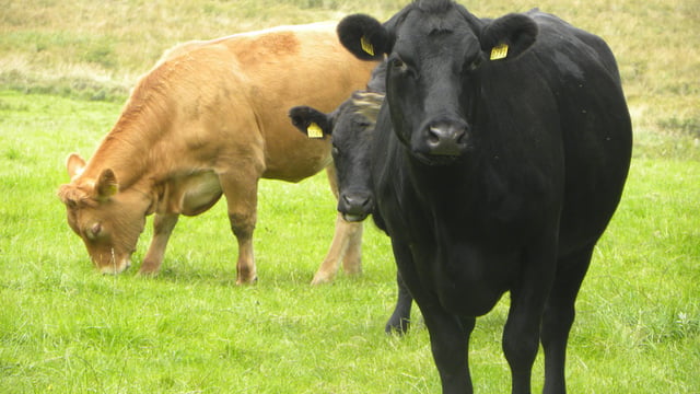 Wire in gut one of the main causes of suckler cow deaths in the UK