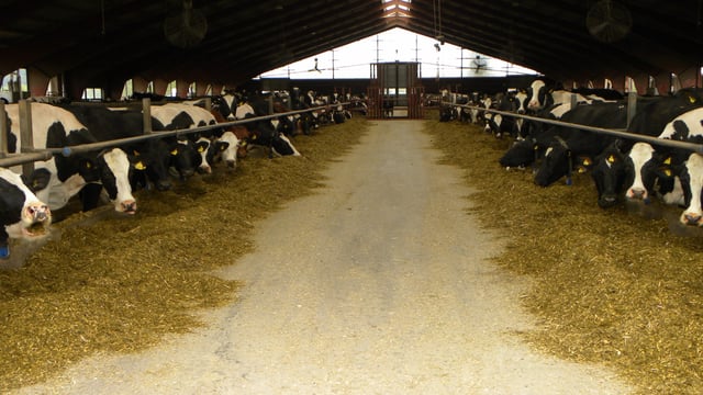 Pics: A 1,550ha Swedish dairy farm that milks 720 cows