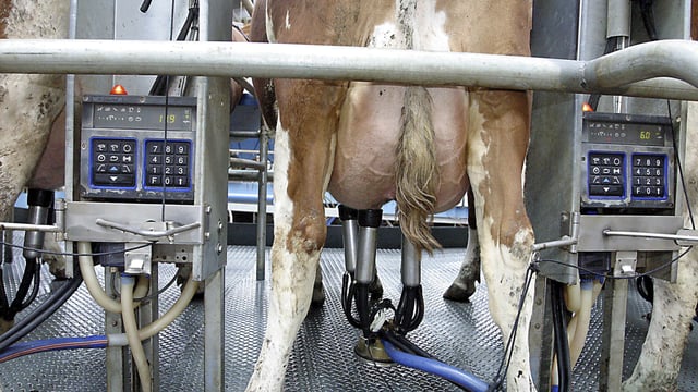 Dairygold cuts its February milk price