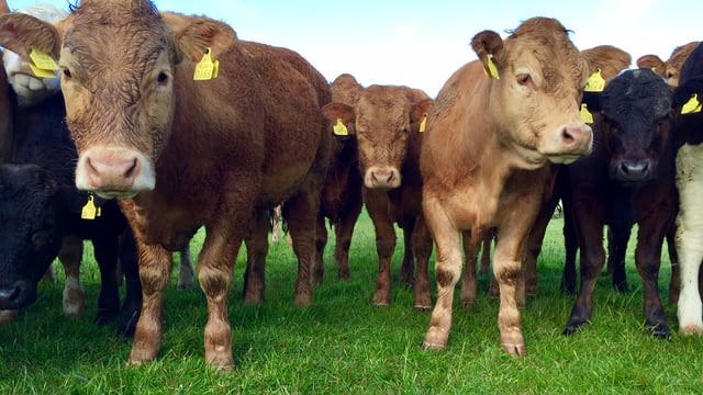 Beef kill to date down 4% on 2014