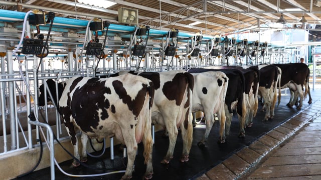 ‘Dairy farmers have no regrets about making the switch to once-a-day milking’