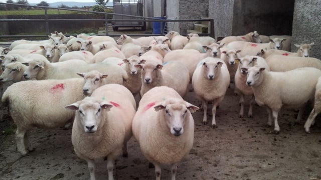 MEPs vote to ban cloning farm animals, cloned food and imports