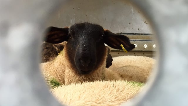 Sheep imports down 50% – impact of labelling rules and exchange rates