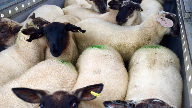 Prime sheep prices under seasonal pressure after Ramadan