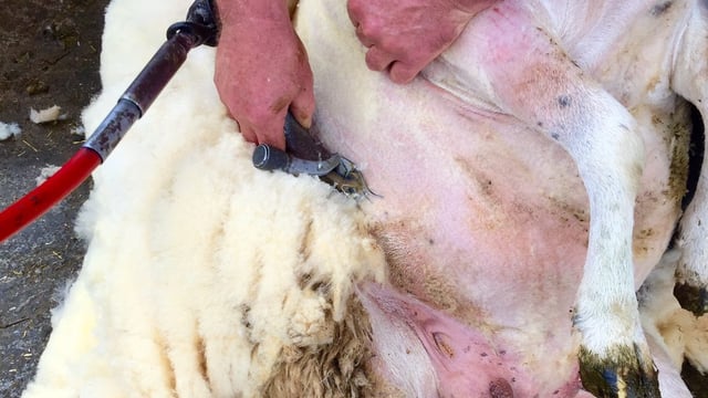 Kent shepherdess to attempt to set world shearing record