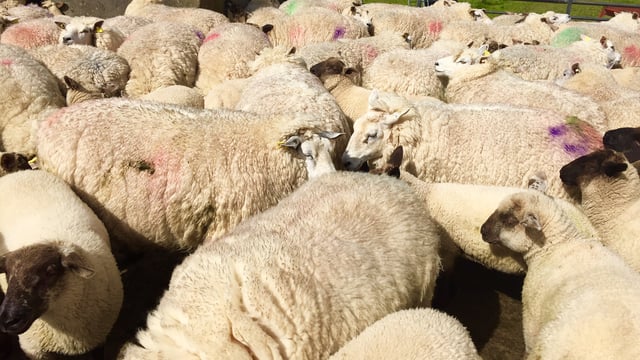 5 tips to ensure you dose sheep correctly