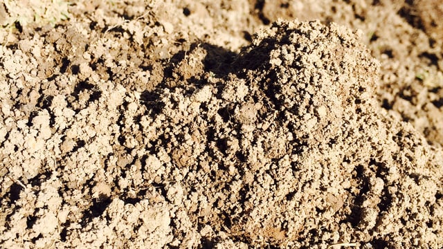 Do you condition score your earthworm populations?