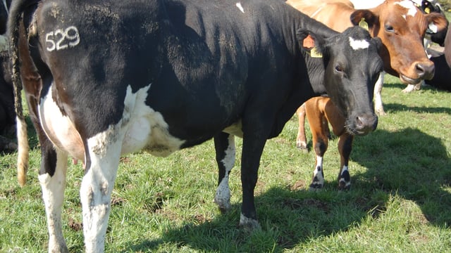 Dairy cull up 7% in Northern Ireland – LMC