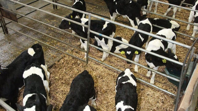 Figures show fall off in dairy calvings so far this autumn