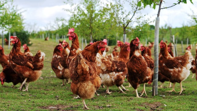 10 tips to help prevent your backyard flock from getting bird flu