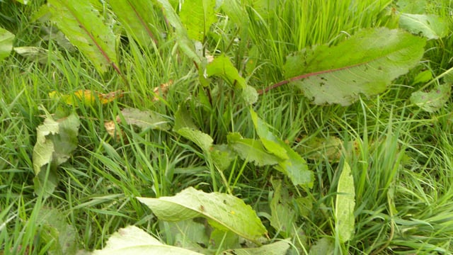 Dealing with docks: ‘If you can eliminate them more grass will grow in their place’