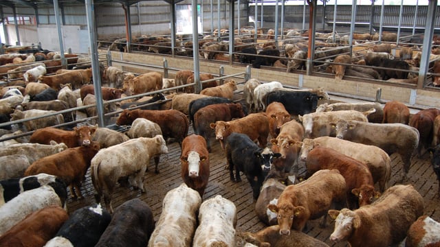 Halal non-stunning of cattle pre-slaughter is a contentious issue, says vet