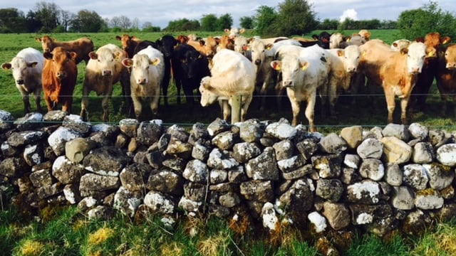 How to identify Redwater and ways to prevent the disease