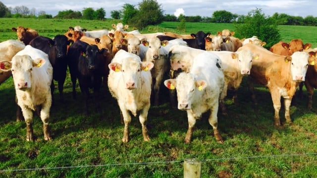 UK beef exports fall by 11% – LMC