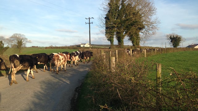 Late spring turnout sees incidents of mastitis cases jump 100%