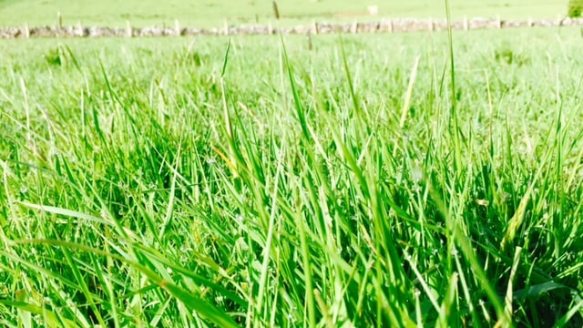 Grass advice: Building grass for the autumn well under way