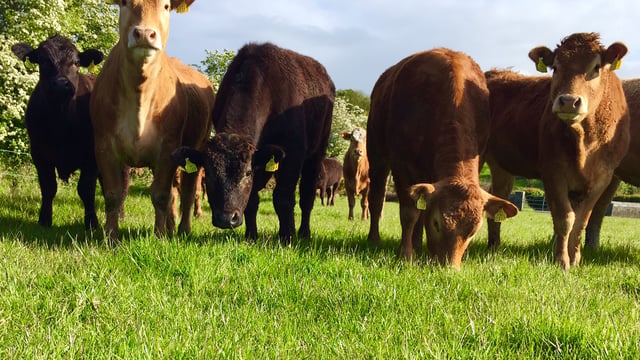EU beef production expected to increase by 2% in 2016 – European Commission