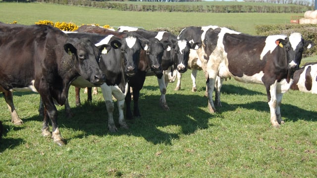 ‘Heifer care often overlooked in digital dermatitis management’