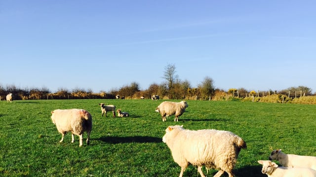 ‘Three key metabolic diseases sheep farmers should look out for in their flocks’