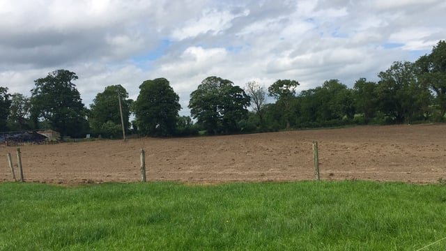 Thinking of reseeding? – Here’s how to choose grass varieties
