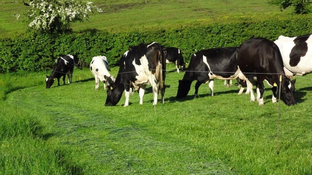 Number of dairy cows in Northern Ireland reaches all time high