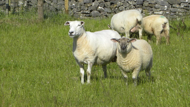 Australian lamb exports to reach record levels