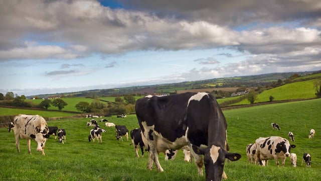 ‘Dairy farmers must be ‘brutal’ when cutting costs’