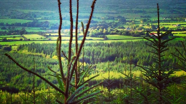 Forestry planting programme opens for applications