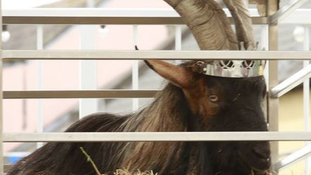 If the goat was mistreated he would not be putting on weight – Healy-Rae