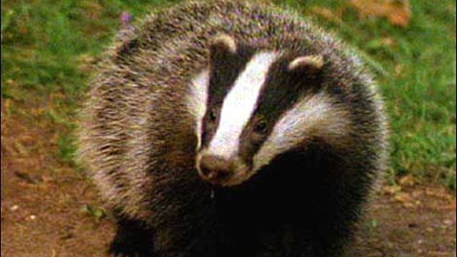 Brian May’s trust to challenge UK badger culling trials