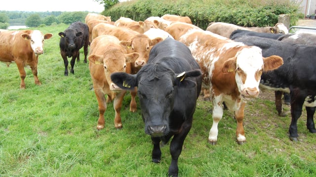 ‘Overfeeding young bulls can reduce their breeding potential’