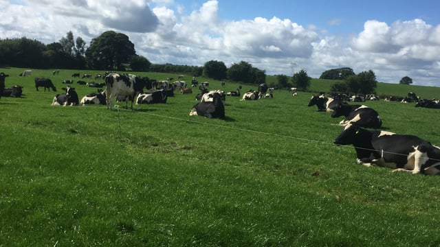 Dairy expansion – How growing to 450 cows is impacting one Meath farm