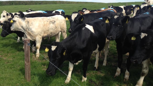 Four key tips for dairy herd fertility