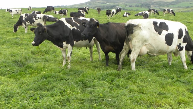 New Zealand cow cull up 107% in August