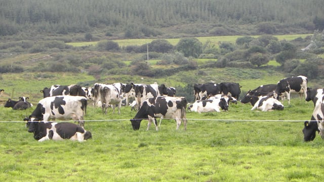 ‘A vaccination programme is a cheap insurance policy’ – top Meath dairy farmer