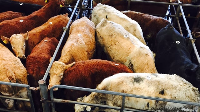 Cattle marts – Prices hold steady despite the poor weather conditions